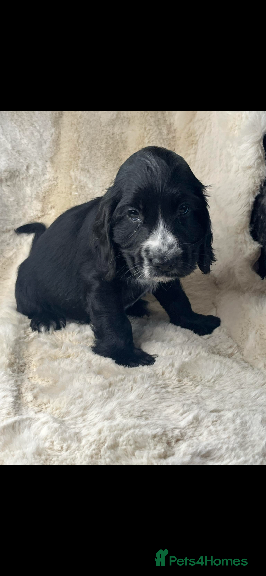 Cocker Spaniel dogs for sale: Health tested cocker spaniel puppies  - Advert 19