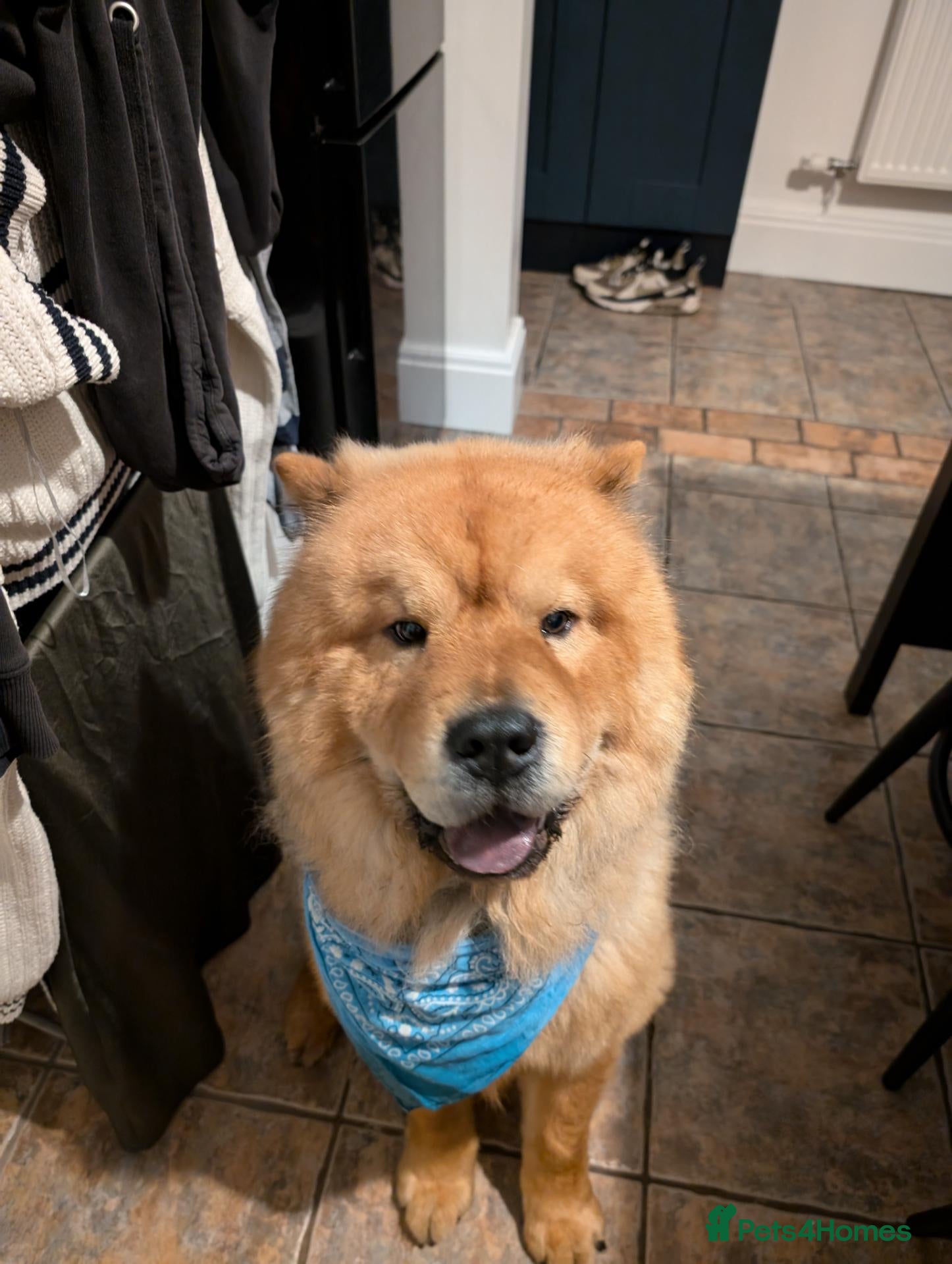 Chow Chow dogs Loving Chow Chow needs a home  - Advert 5