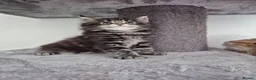 Maine Coon cats for sale: MaineCoon male kittens - Advert 14
