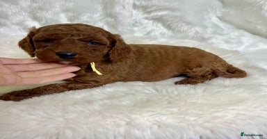 Goldendoodle dogs multigenerational Australian Golden doubledoodles - Advert 4