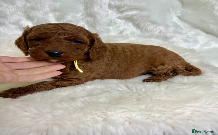 Goldendoodle dogs multigenerational Australian Golden doubledoodles - Advert 4