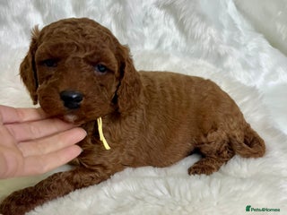 Goldendoodle dogs multigenerational Australian Golden doubledoodles - Advert 5