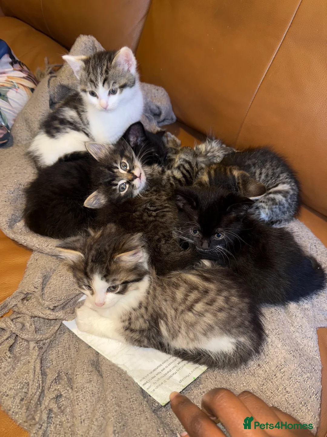 Mixed Breed cats for sale: Adorable Mixed-Breed Kittens: Black,Tabby & Tuxedo in Dagenham - Advert 4