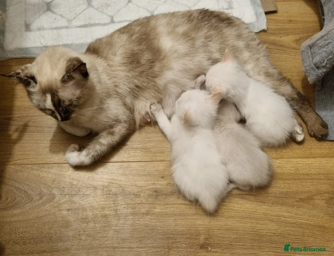 Siamese cats for sale: Flame point siamese  - Advert 5