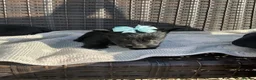 Scottish Terrier dogs for sale: Scottish Terrier Puppies  - Advert 10