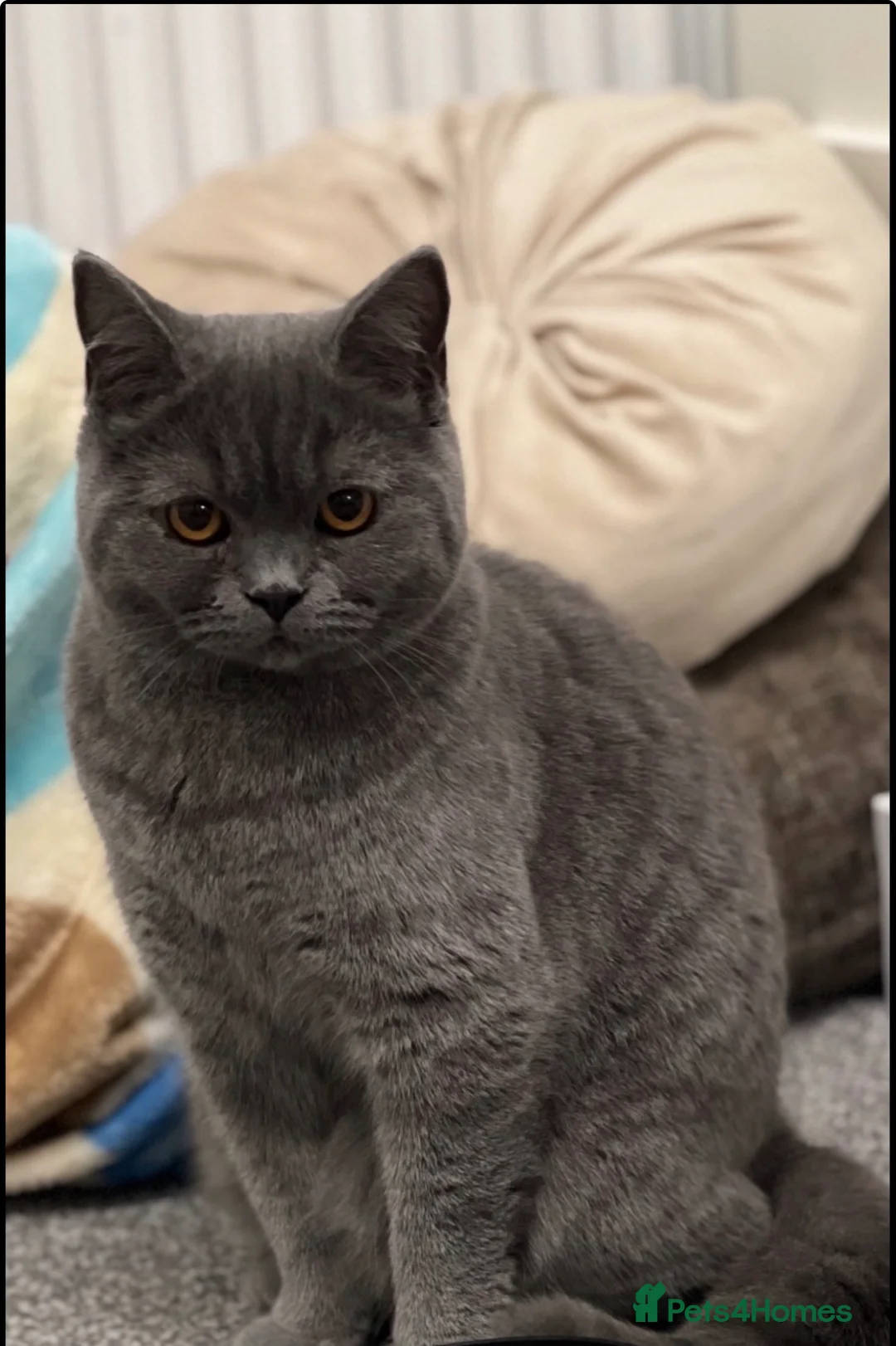 British Shorthair cats for sale: GCCF Active British shorthair female - Advert 1