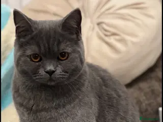 British Shorthair cats GCCF Active British shorthair female - Advert 2