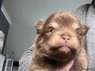 Pomeranian dogs Beautiful Boys Looking for 5 Star Homes - Advert 10