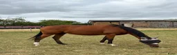 English Thoroughbred horses for sale: 16.1hh Weatherby’s reg TB Mare  - Advert 9