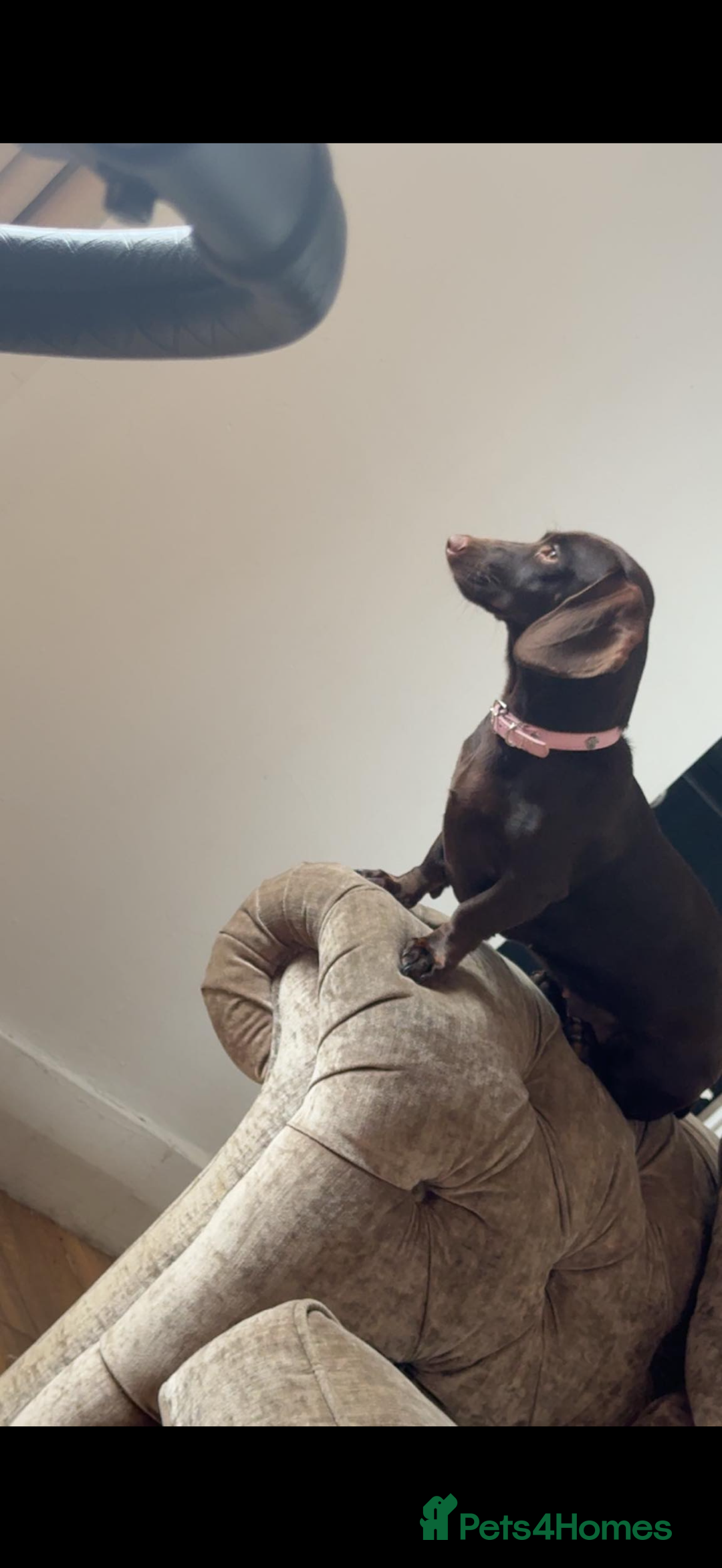 Dachshund dogs for sale: 🌭🌭🌭🌭🌭🌭🌭little dachshunds🌭🌭🌭🌭🌭  - Image 3