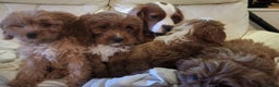 Cavapoo dogs for sale: Adorable Red&White Cavapoo Puppies Available Now  - Advert 10