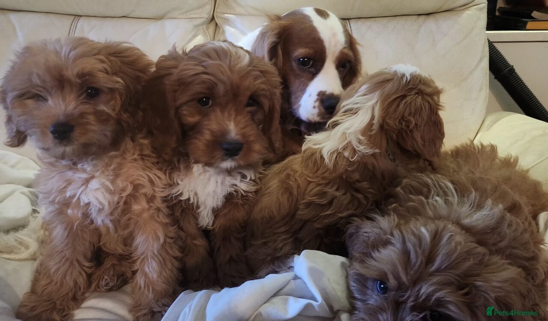 Cavapoo dogs for sale: Adorable Red&White Cavapoo Puppies Available Now  - Advert 10