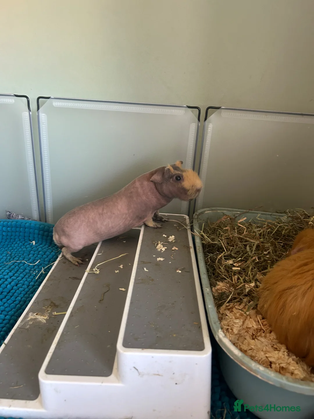 Guinea Pig rodents for sale: Male skinny pig  in Doncaster - Advert 2