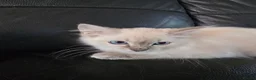 Ragdoll cats for sale: pedigree Ragdoll  - Advert 2