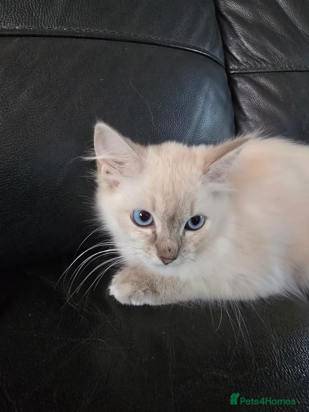Ragdoll cats for sale: pedigree Ragdoll  - Advert 2