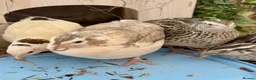 Quail poultry for sale: Mixed Coturnix Quail Chicks - Advert 3