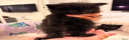 Mixed Breed cats for sale: ✨🐾 1 Boy Left! - Adorable Fluffy Black Kittens! - Advert 11