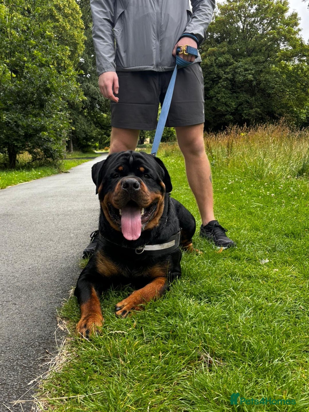 Rottweiler dogs for stud: Huxley - Advert 3