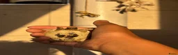 Tortoise reptiles for sale: Baby Greek tortoise - Advert 4