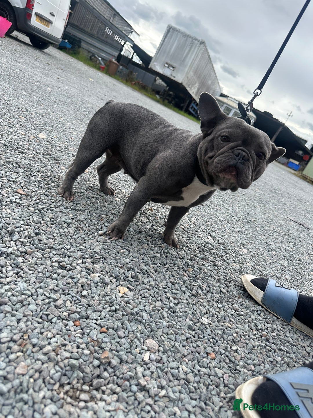 French Bulldog dogs for sale: French Bulldog  bitch for sale! - Image 3