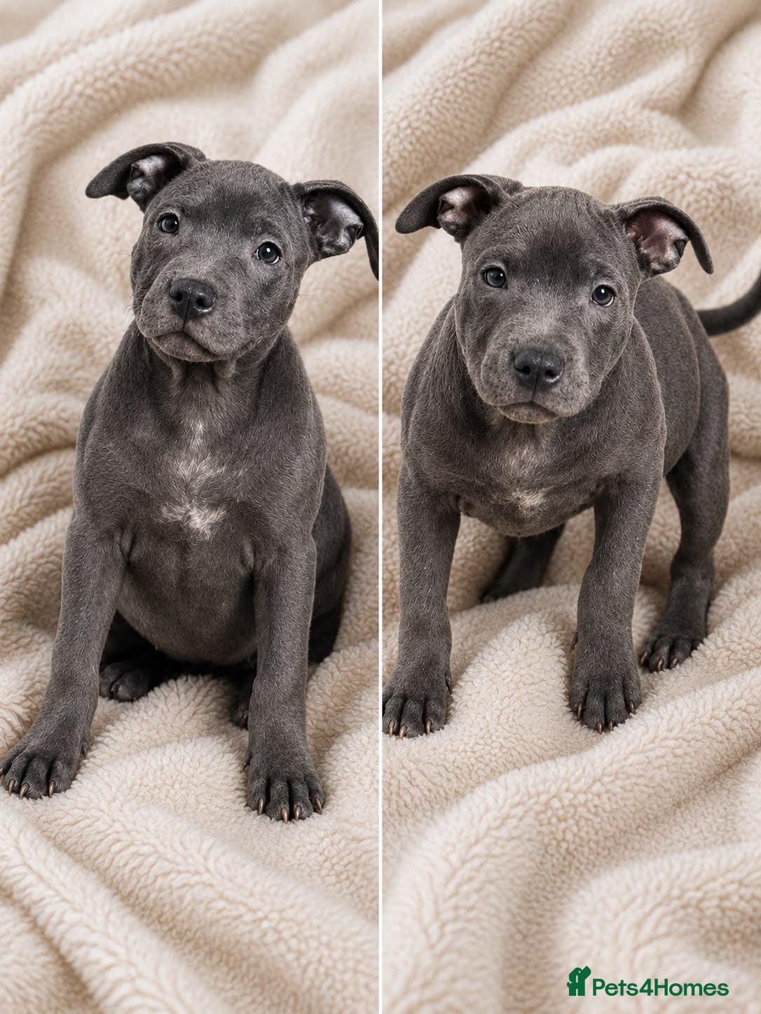 Staffordshire Bull Terrier dogs Staffordshire bull  - Advert 6