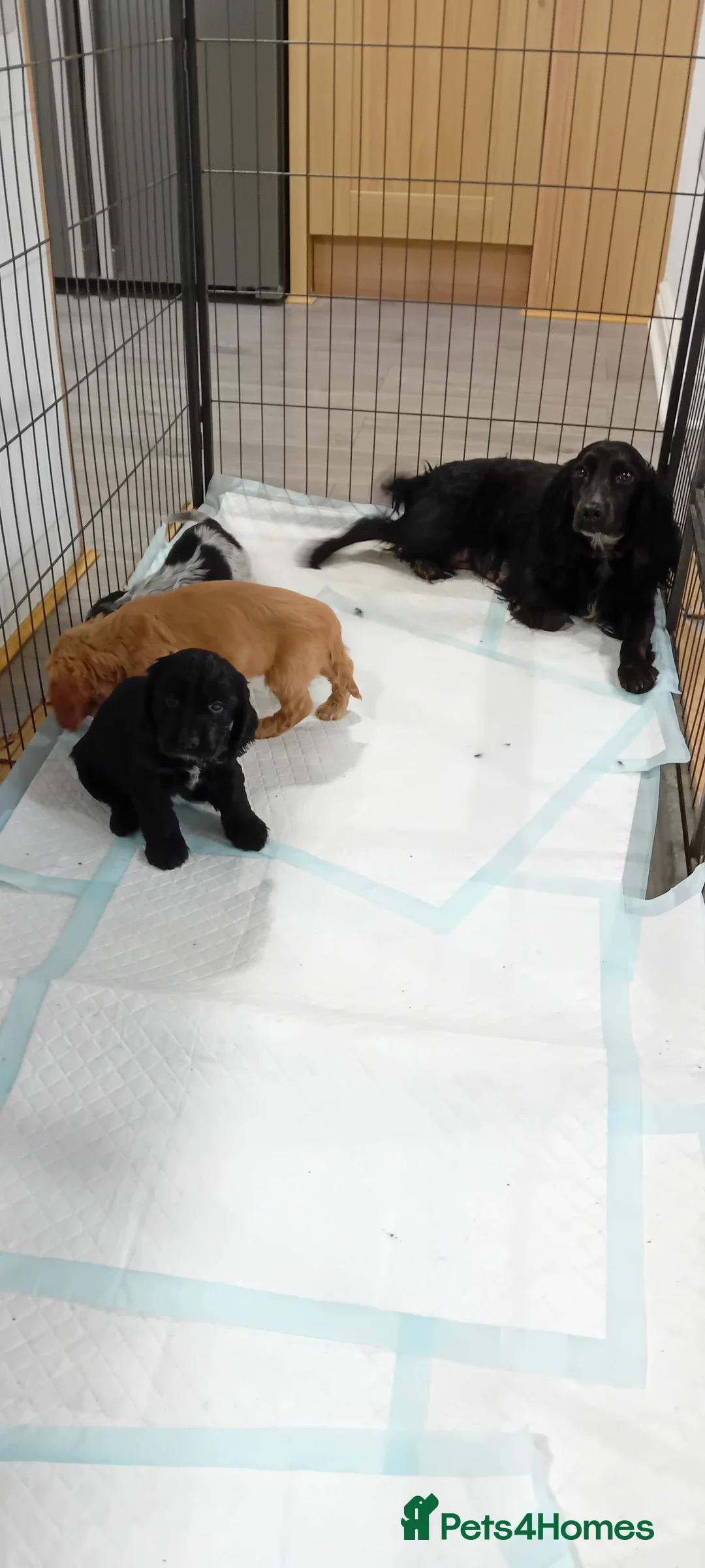 Cocker Spaniel dogs for sale: QUALITY COCKER SPANIAL PUPPIES - VARIOUS COLOURS - Advert 10