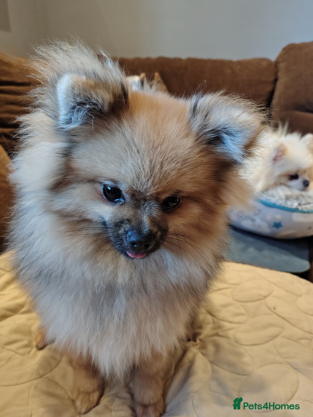 Pomeranian dogs for sale: Pom puppys with Kc reg , pedigree for sale - Advert 22