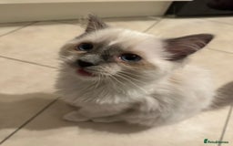 Ragdoll cats for sale: ✨Adorable Male ragdoll kitten.blue eyes grey tips - Image 2