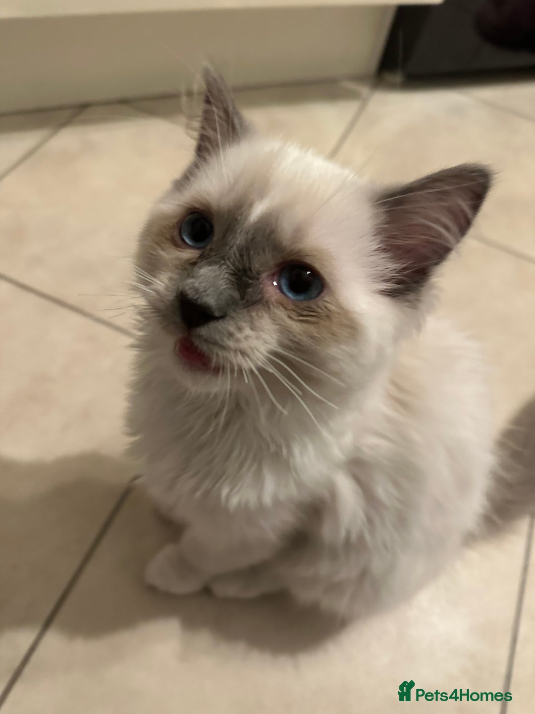 Ragdoll cats for sale: ✨Adorable Male ragdoll kitten.blue eyes grey tips - Image 2