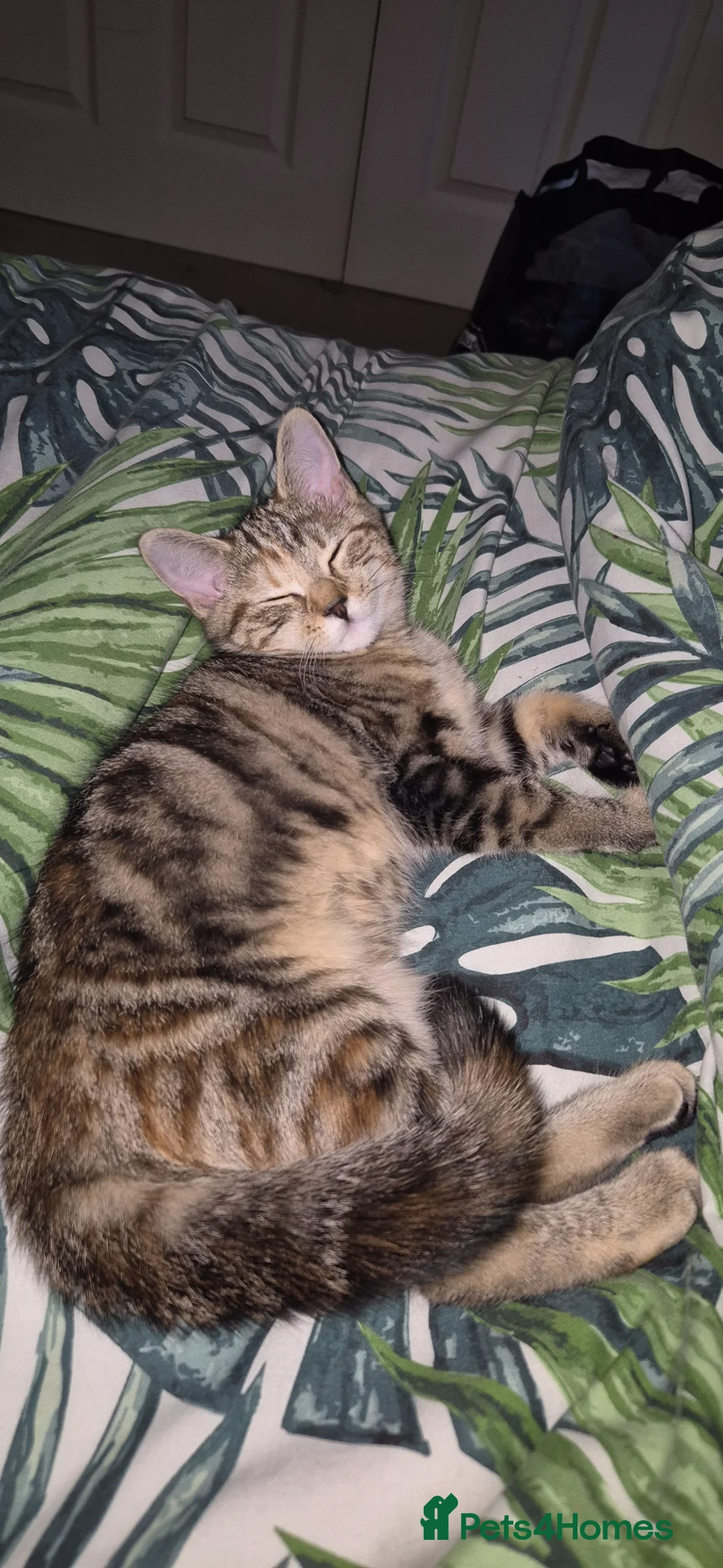 Mixed Breed cats for sale: 5 month old kitten for sale  - Advert 2