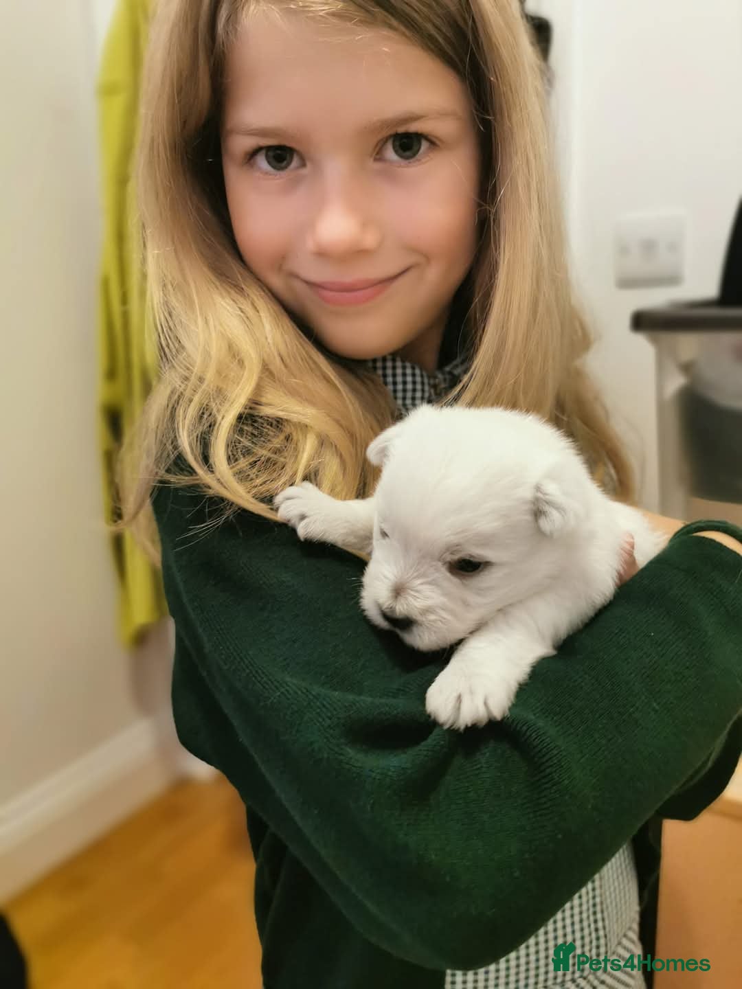 West Highland Terrier dogs for sale: ❤️Adorable Westies for loving homes ❤️ - Image 2