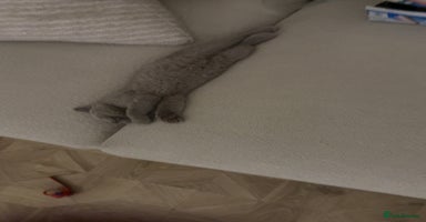 British Shorthair cats - Advert 10