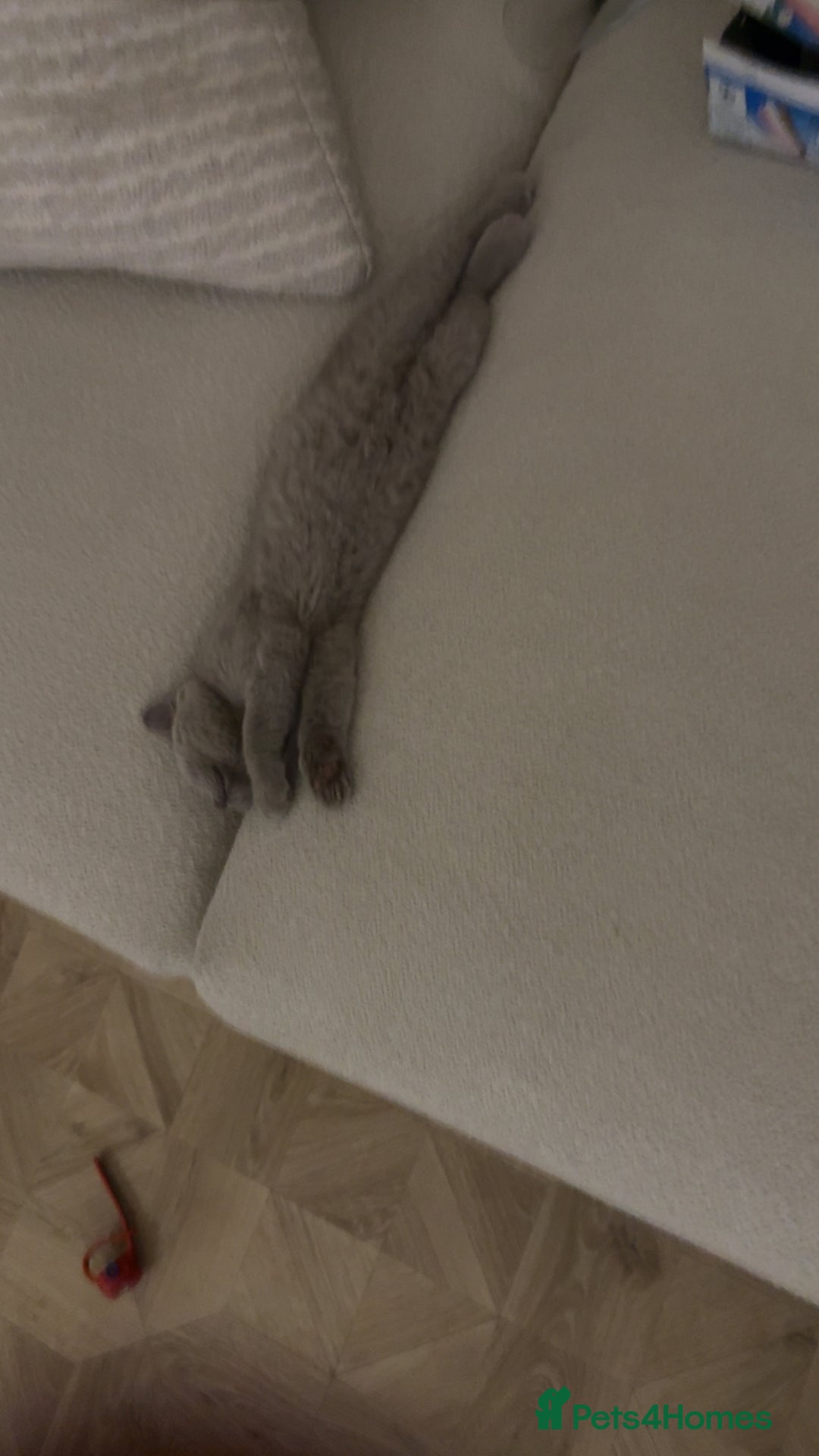 British Shorthair cats for sale: British short hair kitten  - Image 2