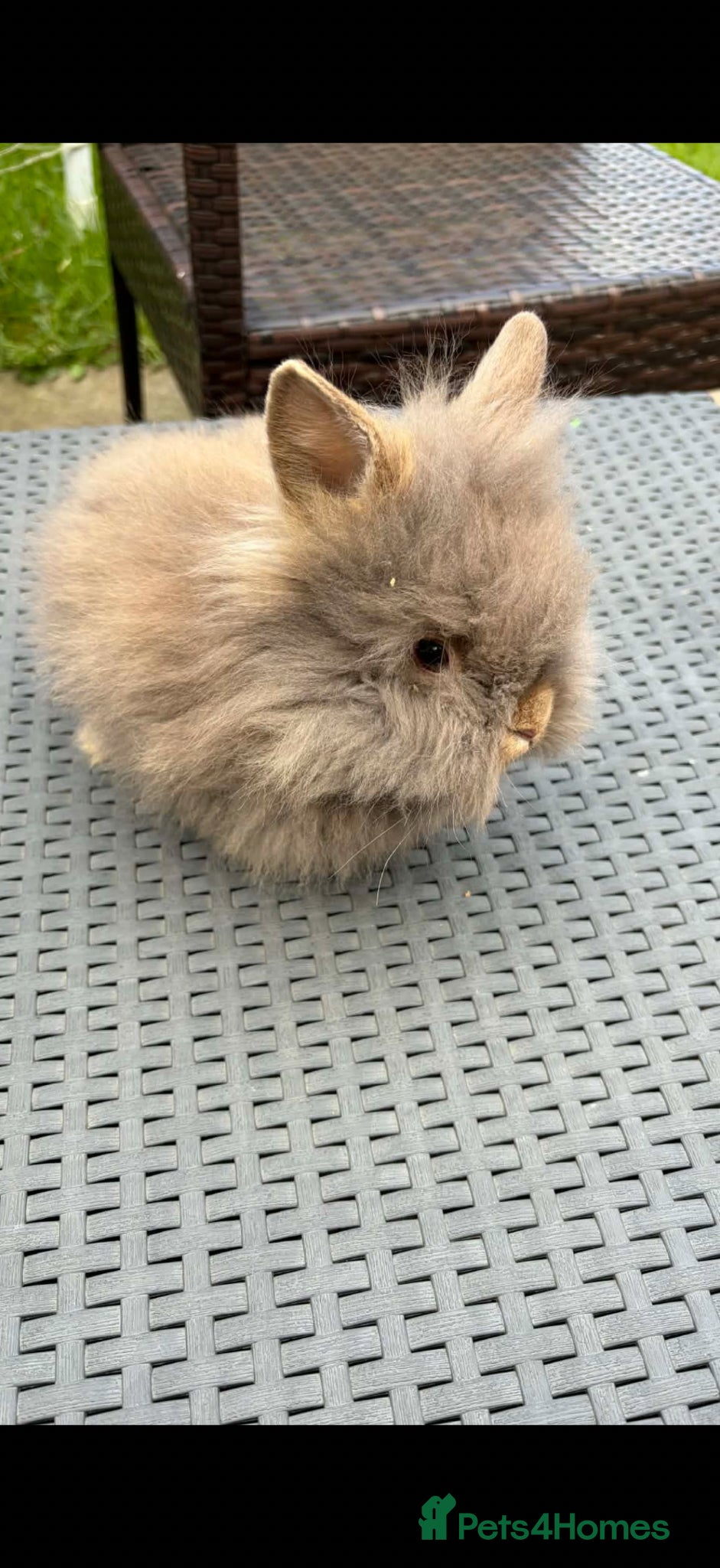 Lionhead rabbits Beautiful fluffy pure bred lion heads - Advert 1