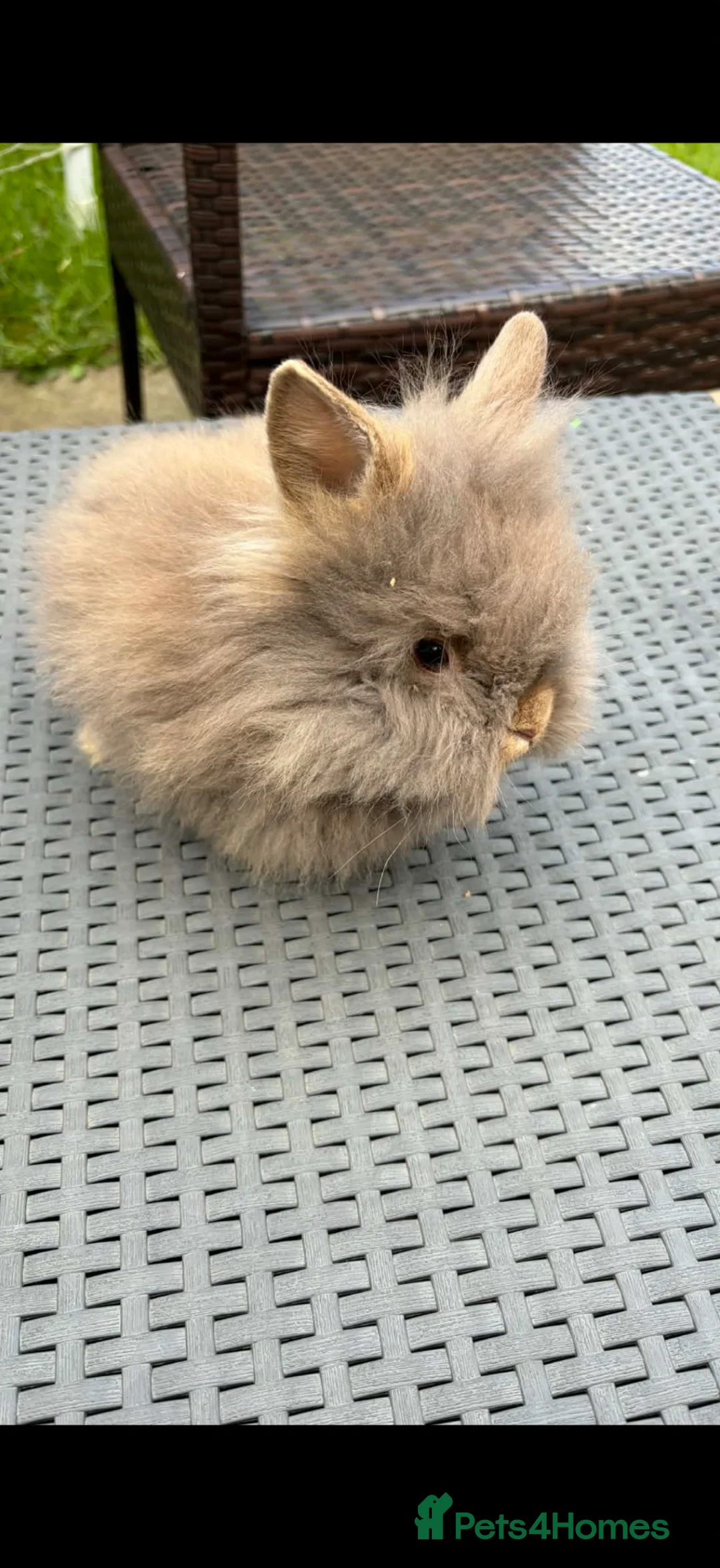 Lionhead rabbits for sale: Beautiful fluffy pure bred lion heads - Advert 1