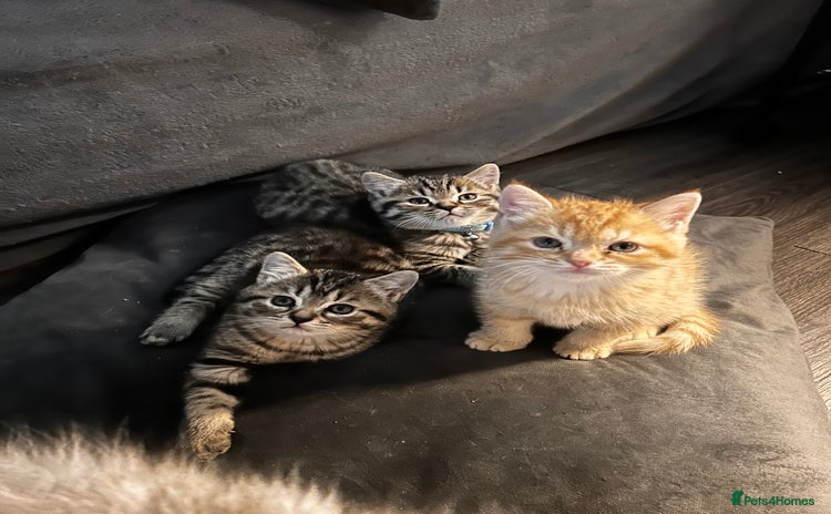 Persian cats - Advert 6