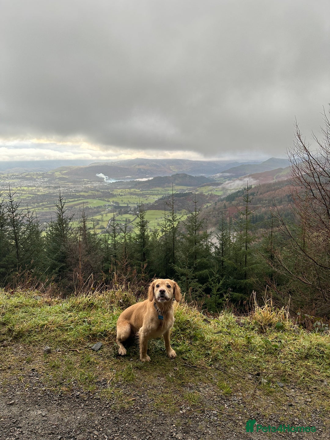 Cocker Spaniel dogs for stud: Proven Working Cocker Spaniel stud - KC Registered in Cockermouth - Advert 13