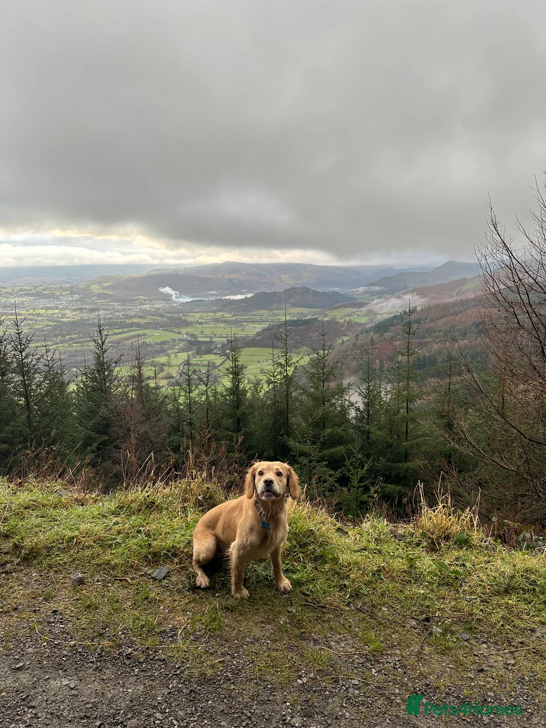 Cocker Spaniel dogs for stud: Proven Working Cocker Spaniel stud - KC Registered in Cockermouth - Advert 12