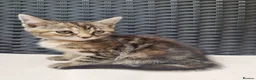 Mixed Breed cats for sale: Beautiful 3/4 Mainecoon cross BSH Kittens For Sale - Advert 8