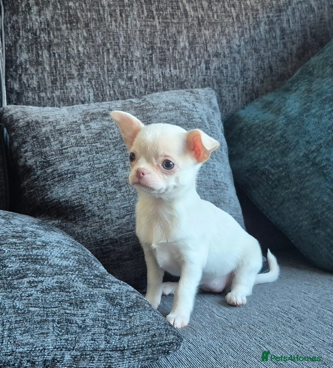 Chihuahua dogs for sale:  🐶 Stunning Chihuahua Puppies 🐶  - Advert 8
