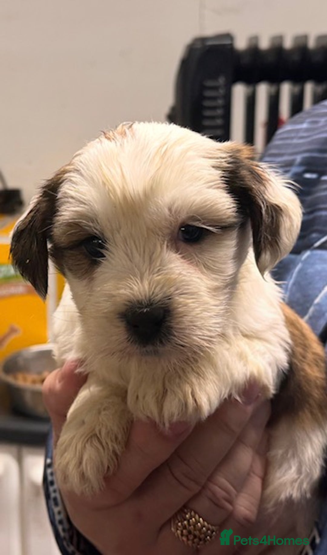 Tibetan Terrier dogs for sale: Araki Tibetan Terriers for Sale - Advert 4