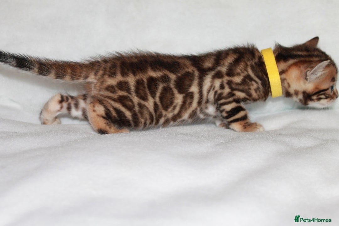 Bengal cats for sale: Gorgeous TICA Bengal Kittens - Ready 15/01/2026 - Advert 8