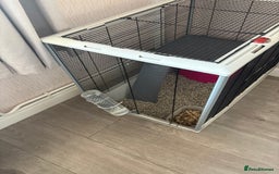 Rat rodents for sale: 2 male rats and cage  - Image 8