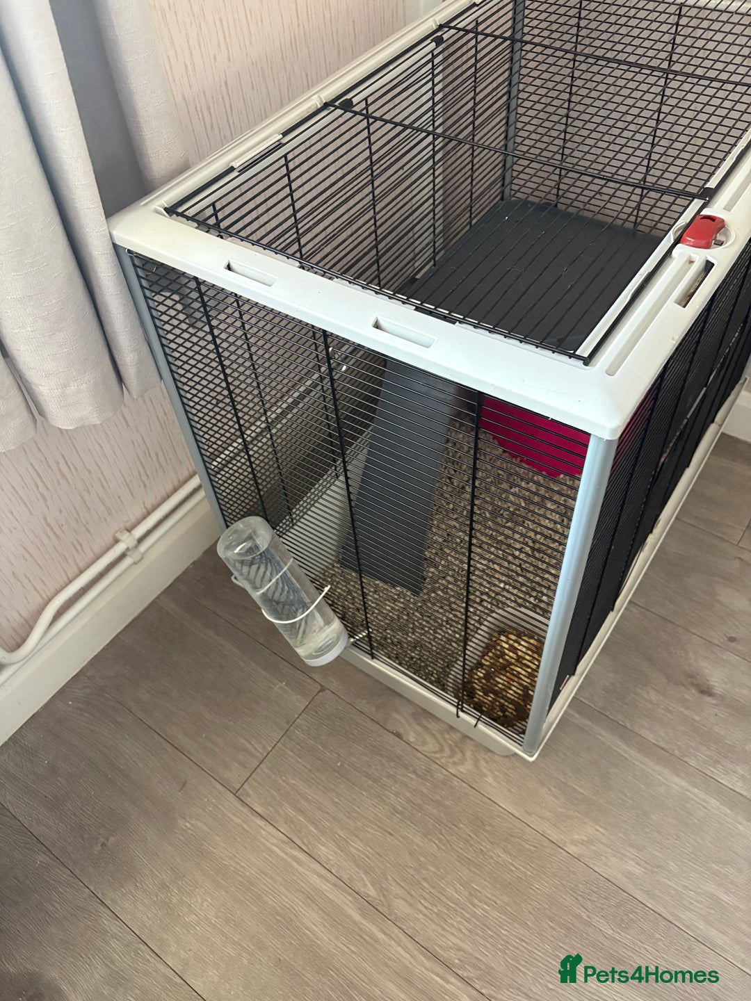 Rat rodents for sale: 2 male rats and cage  - Image 8
