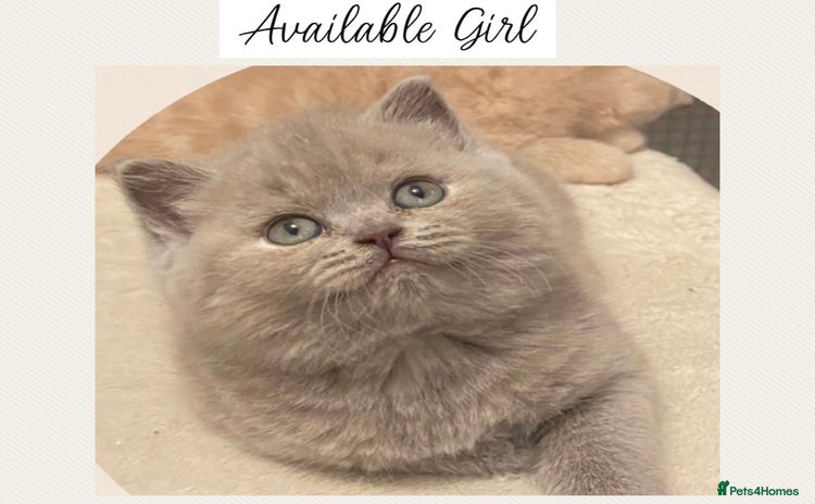 British Shorthair cats - Advert 8
