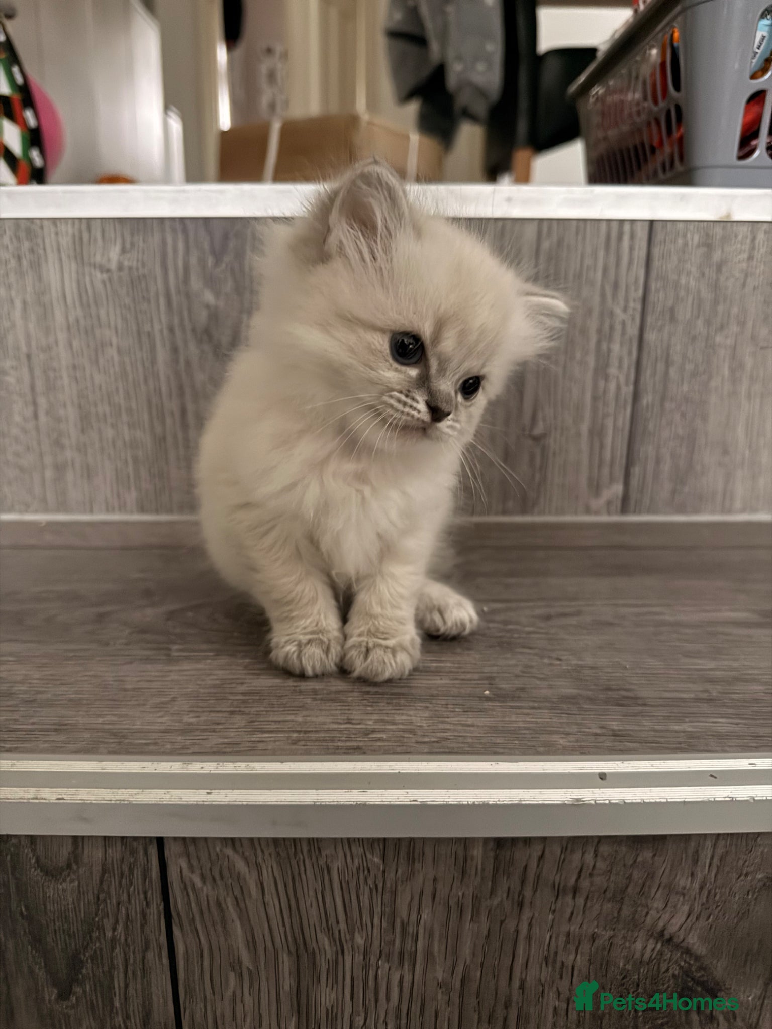 Ragdoll cats Last little girl - Advert 2