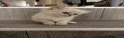 Ragdoll cats for sale: Last little girl - Advert 1