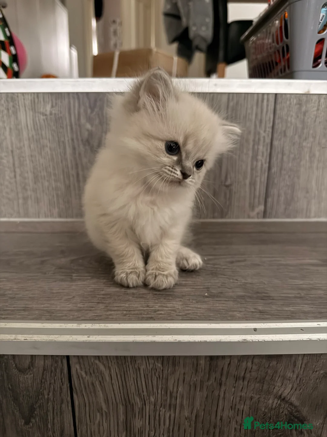 Ragdoll cats for sale: Last little girl - Advert 1