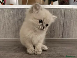 Ragdoll cats ***Last little girl***ready soon*** - Advert 1