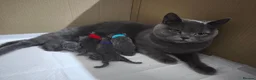 British Shorthair cats for sale: Beautiful British Shorthair/Longhair Kittens - Advert 2